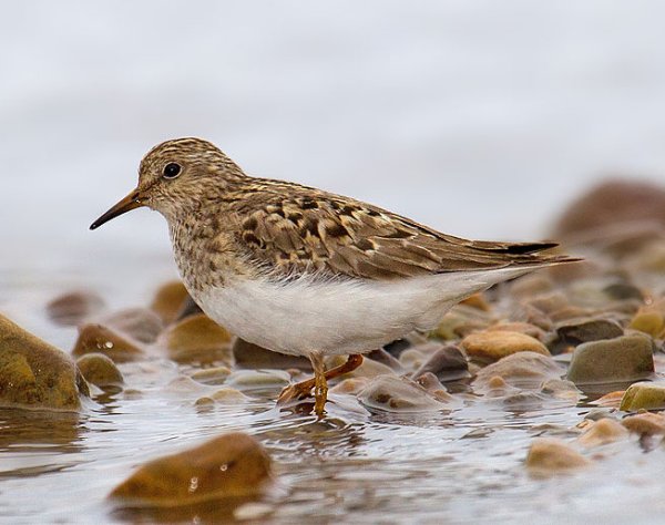May 2017 - Rye Harbour Nature Reserve Sightings